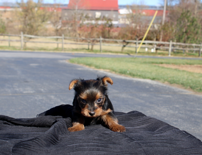 puppy, for, sale, Yokshire Terrier, Matthew B. Stoltzfus, dog, breeder, Gap, PA, dog-breeder, puppy-for-sale, forsale, nearby, find, puppyfind, locator, puppylocator, aca